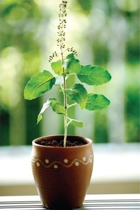 Indoor Plants - Indian Basil