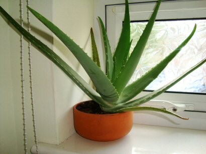 Indoor plants - Aloe Vera
