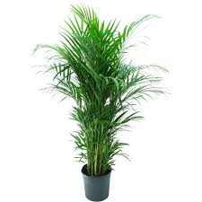 Indoor plants - Areca Palm