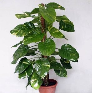 Indoor plants - Money Plant