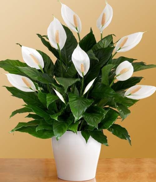 Indoor plants - Peace Lily