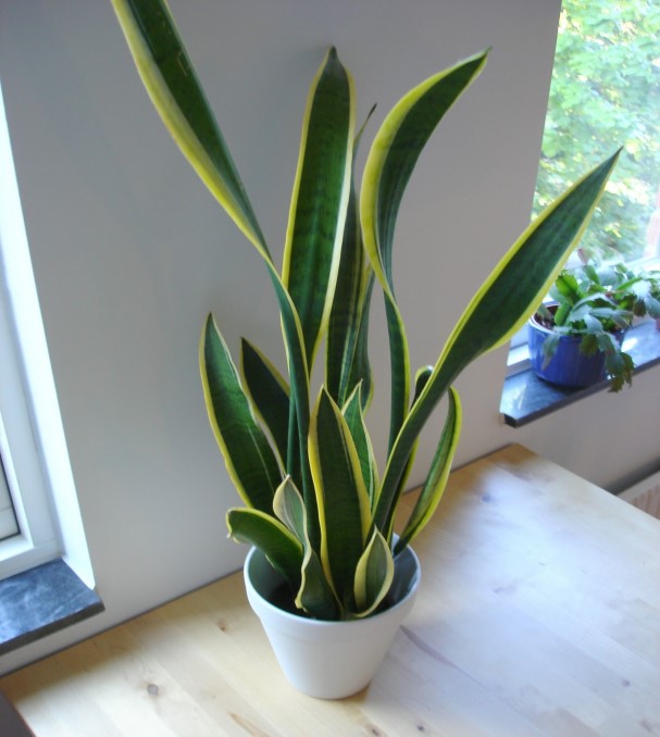 Indoor plants - Snake Plant
