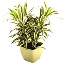 Indoor plants - Song of India