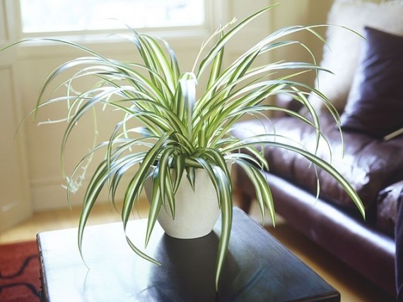 Indoor plants - Spider plant