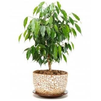 Indoor plants - Weeping fig