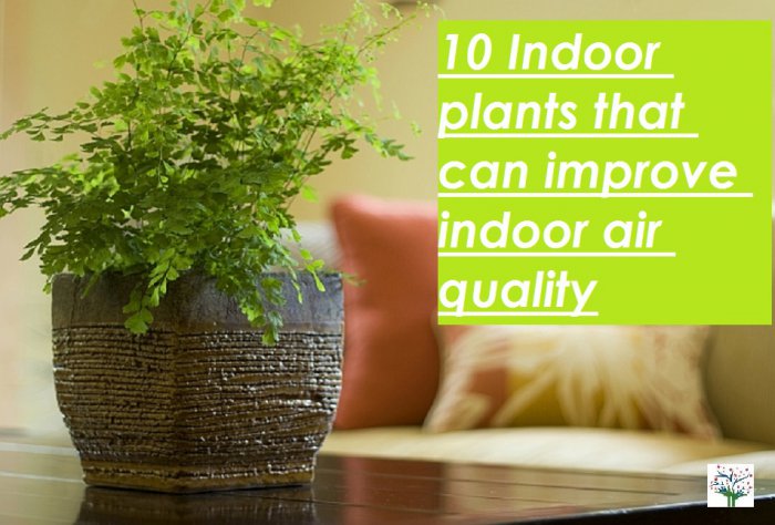 Indoor Plants – To Improve Indoor Air Quality