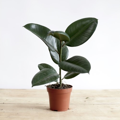 indoor plants - Rubber Plant