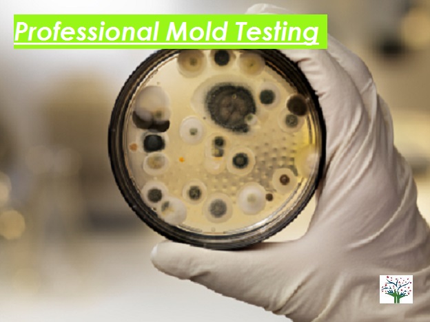 Mold Testing for Homes